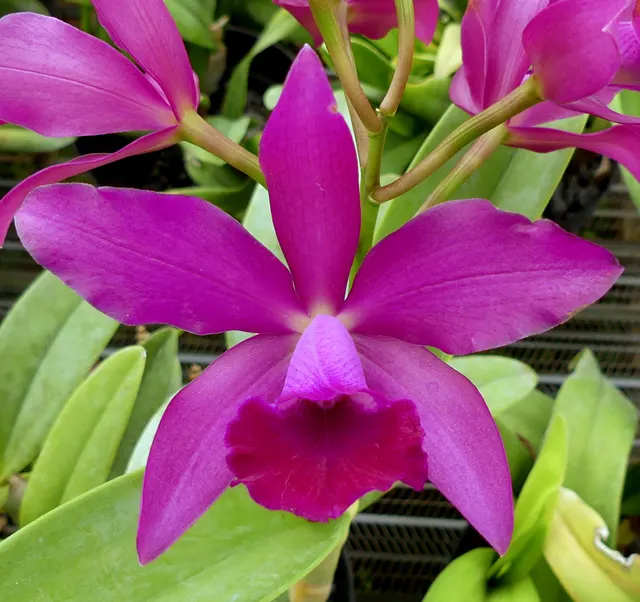 Cattleya Bactia 'Pottsburg' (Cattleya)