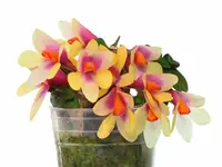 Dendrobium Nagomi yellow light red