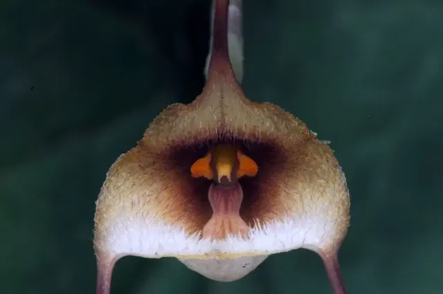 Dracula ophioceps (Dracula)