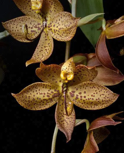 Cycnoches Richard Brandon × Cygnus Atratus (Cycnoches)