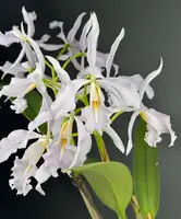 Cattleya maxima var. Coerulea (Big) 'Solitaria'