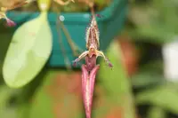 Bulbophyllum putidum 001