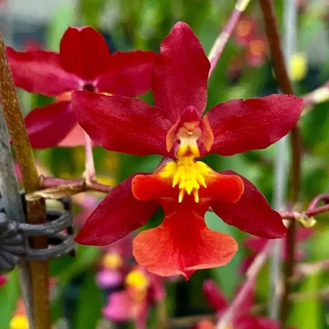 Oncidium Hwuluduen Nova 'Red Cherry' (Oncidium)