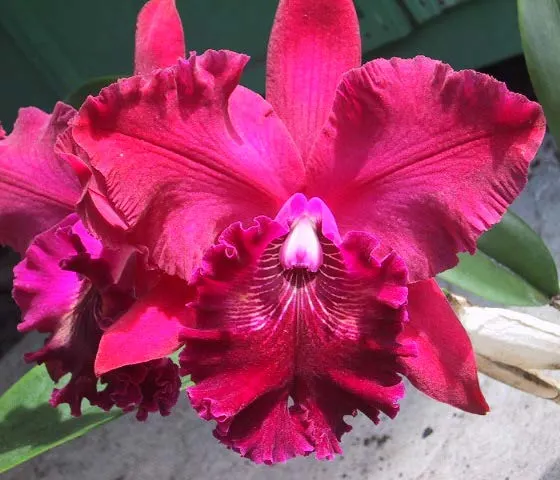 Brassolaeliocattleya Orchid Hwa Yuan Rose ‘NN’