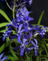 Darwinara Charm "Blue Moon"