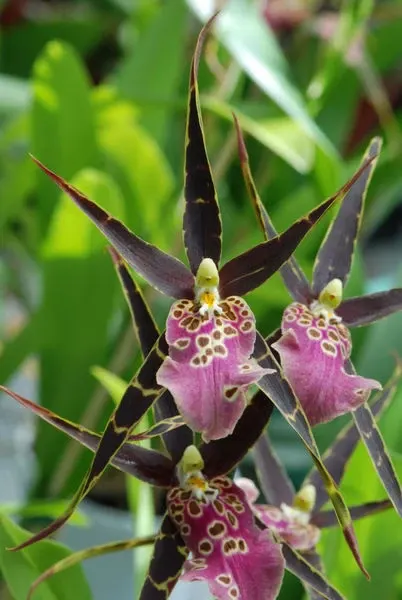 Miltassia SHELOP TOLKIN