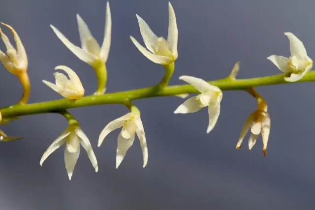 Bulbophyllum thompsonii (Bulbophyllum)