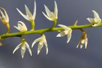 Bulbophyllum thompsonii