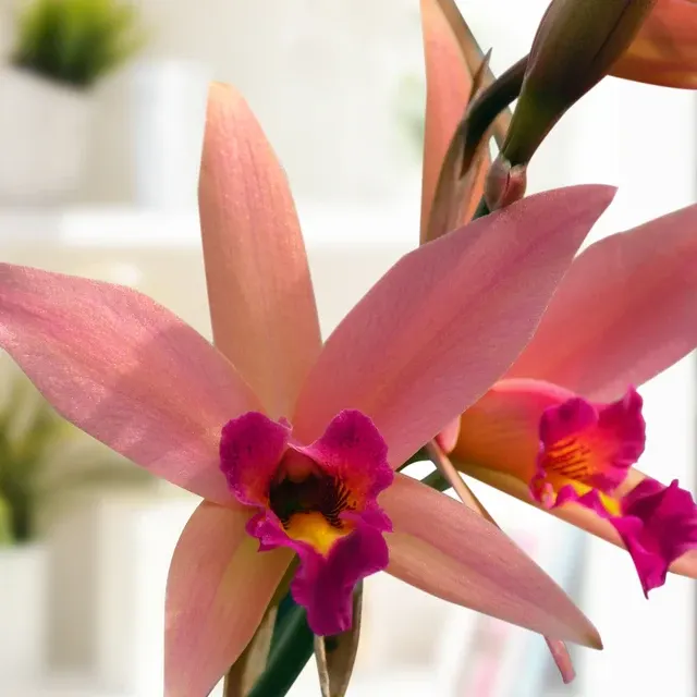 Laeliocattleya Orchid Santa Barbara Sunset ‘Showtime’ HCC/AOS