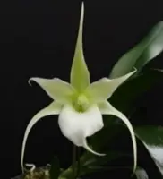 Aeranthes grandiflora