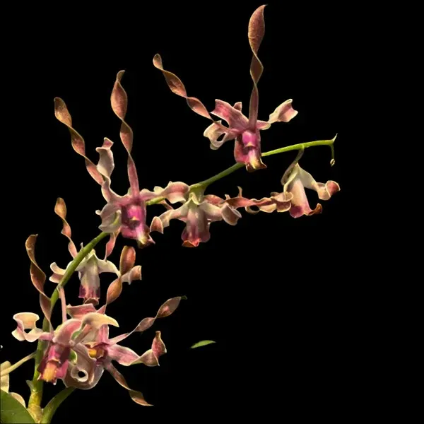 Dendrobium Jairak Helix x Burana Twist