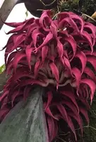 Bulbophyllum fletcherianum