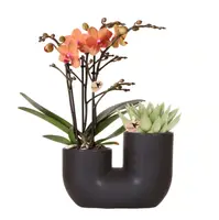 Oranje orchidee Bolzano en succulent in Tube sierpot black