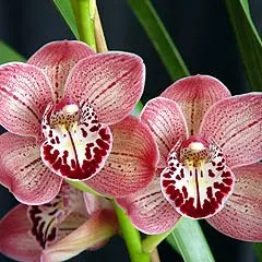 Cymbidium Lady Angela – Long-Lasting Pink Standard 'Redvale'