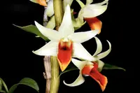 Dendrobium Jaiho Delight (D.Hsingying Frosty maree x D.tobaense) — 9 cm / No