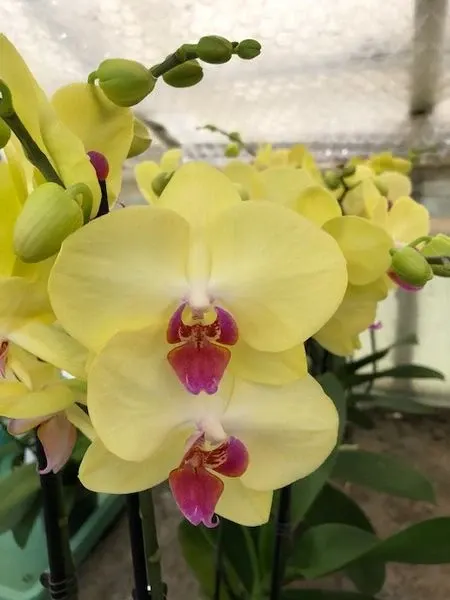 Phalaenopsis Pink Lip