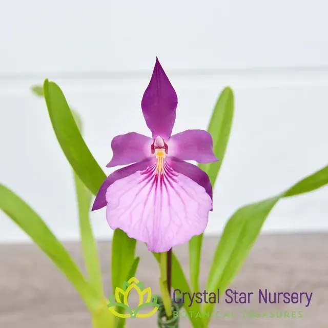 Miltonia spectabilis var moreliana (Miltonia)