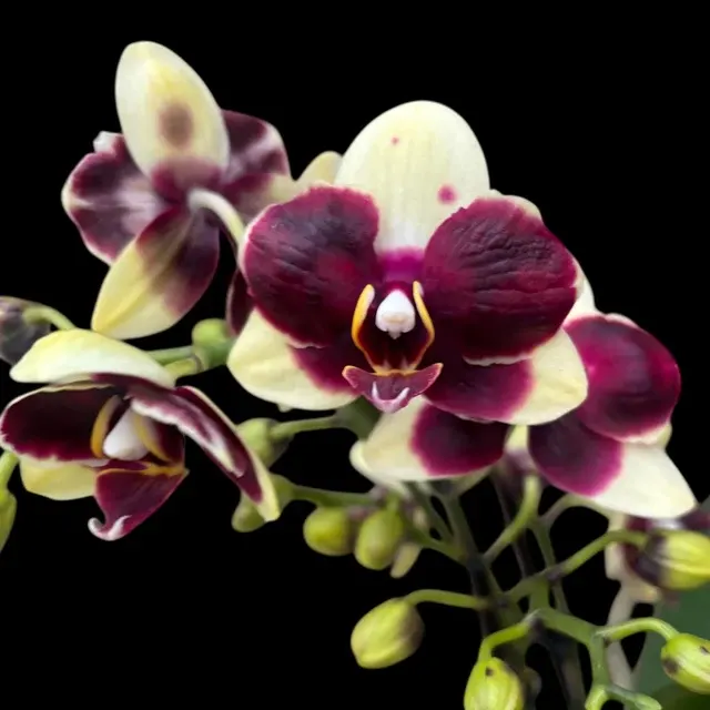 Phalaenopsis Catania