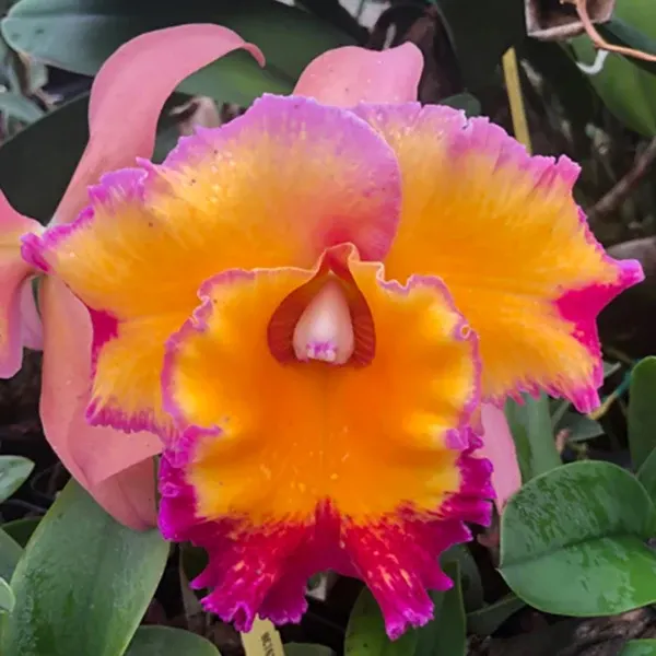 Rhyncholaeliocattleya Orchid Dick Smith ‘Paradise’