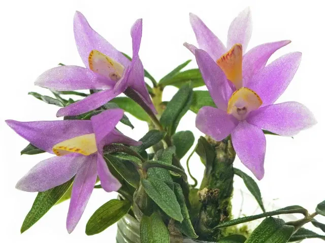 Dendrobium Mountain Magic F. Pink