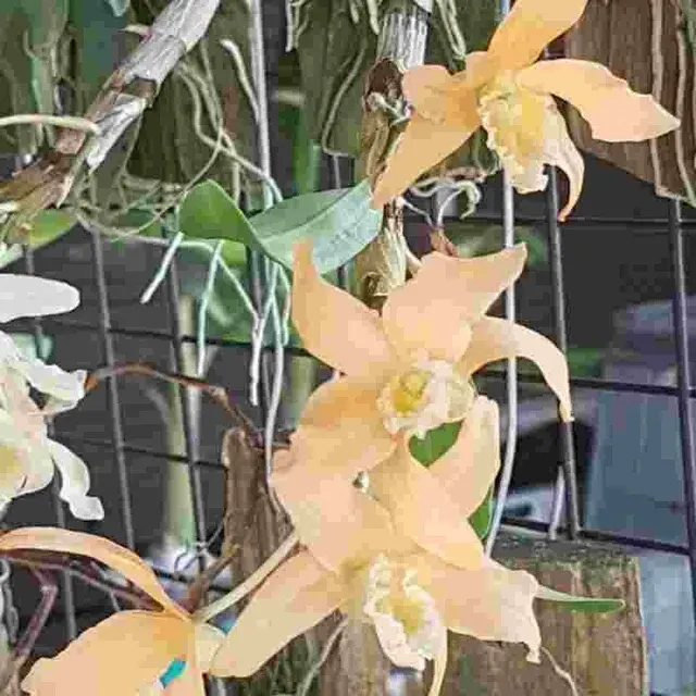 Dendrobium scabrilinguie (Dendrobium)
