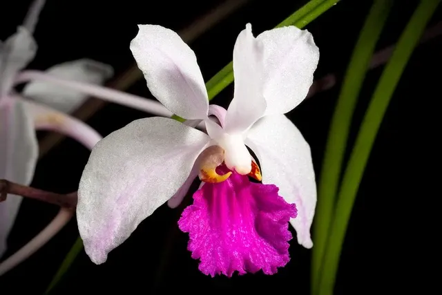 Holcoglossum kimballiana