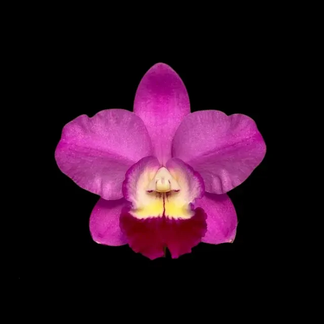 Cattlianthe Wufong Rose