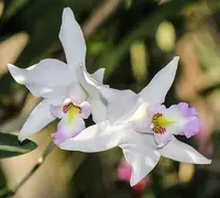 Laelia anceps 'Shingwedzi'