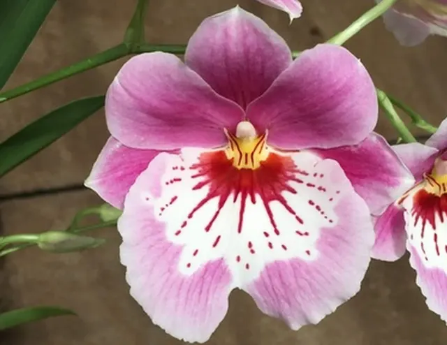 Miltoniopsis Keiko Komoda