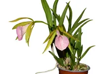 Brassocattleya Ecuagenera