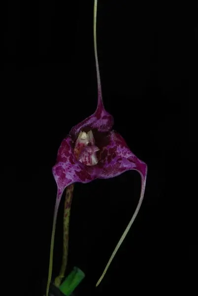 Masdevallia chaparensis