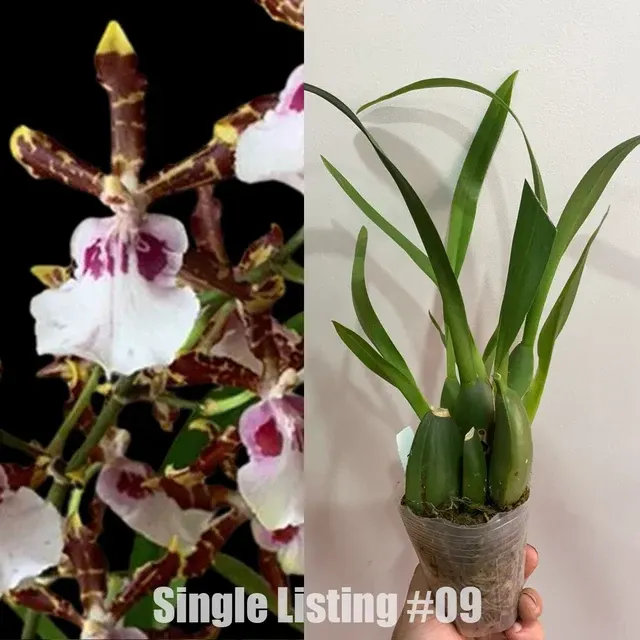 Odontocidium Wild Willie