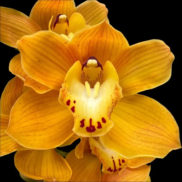 Cymbidium Shifting Sands 'Yellow Bird'