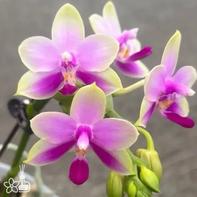Phalaenopsis San-Ho Fragrant Butterfly