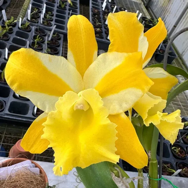Rhyncholaeliocattleya Hua Young Gold BM/TIOS - Parfumata 'Pretty' (Rhyncholaeliocattleya)