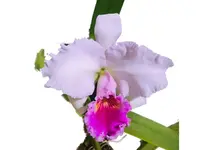 Cattleya Chusy Recinos