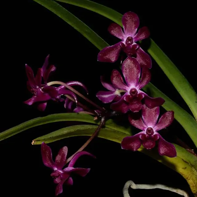 Vandachostylis Pinky