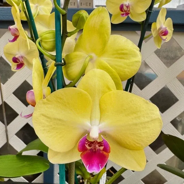 Phalaenopsis Limelight