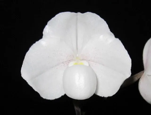Paphiopedilum niveum x
