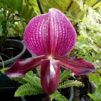 Paph. Maudiae X Charlesworthii