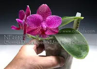 Phal. Judy Su (Summer Dance Queen x Mituo King Bellina )