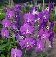 Dendrobium Sapphine Blue Medium Size