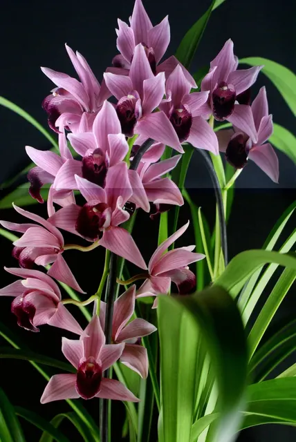 Cymbidium Devon Wine 'Million Veil'
