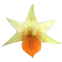 Dendrobium Jiaho Delight ”Lemon Orange” (0.65m)