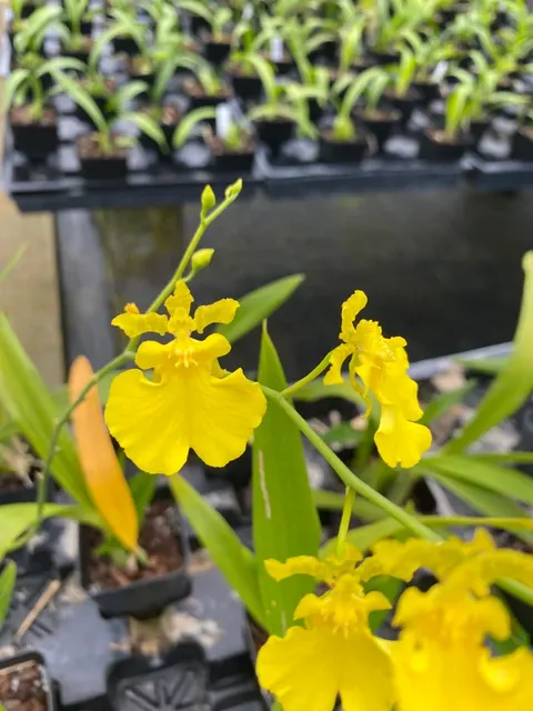 Oncidium Dancing-lady 'Yellow' (Oncidium)