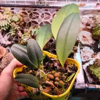 Bulbophyllum sigaldiae