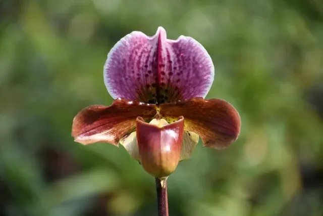 Paphiopedilum Dolls Kobold (Paphiopedilum)