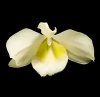 Dendrobium pulchellum var. alba