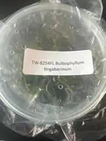 FLASK Bulbophyllum tingabarinum