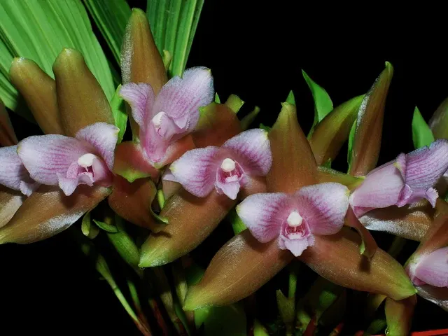 Lycaste tricolor